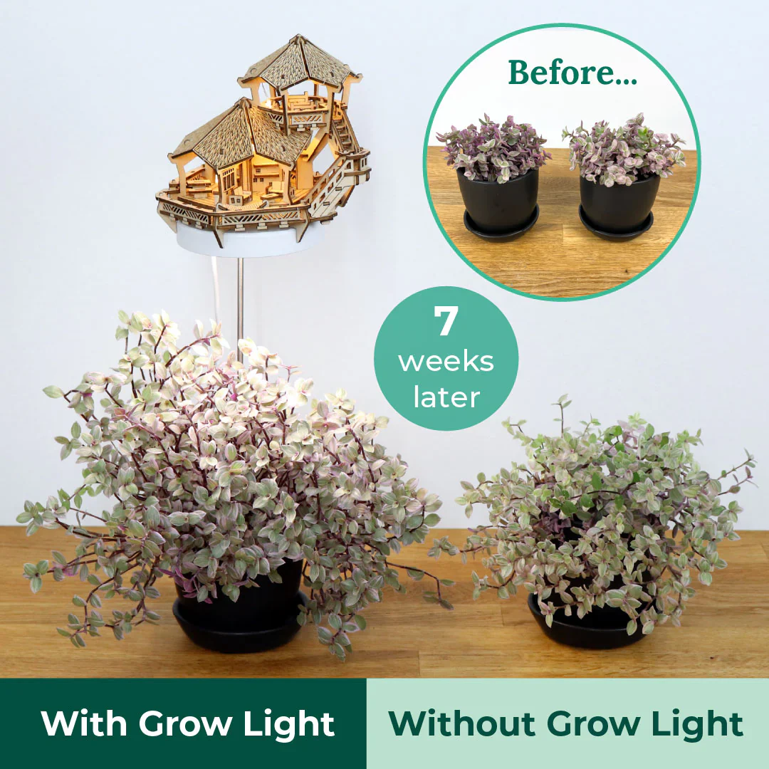 Island Cabana + Grow Light - Image 7